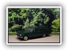 Rekord A CarAVan Bild 5a

Hersteller: Paradcar (No.44)
piniengrün vor ca. 1990, Auflage unbekannt